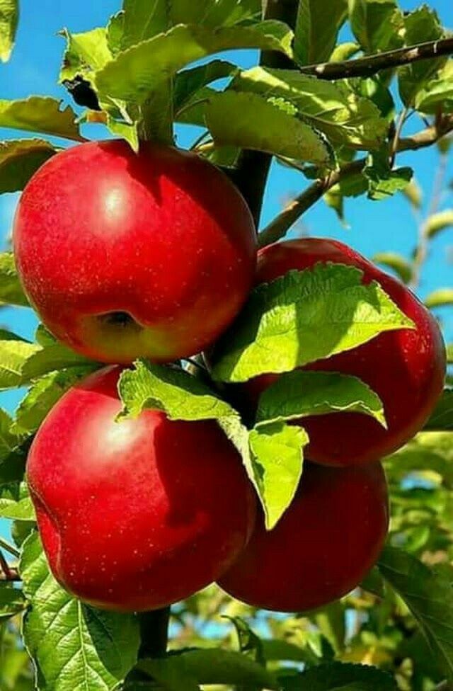 نکات مهم برای احداث و نگهداری باغ سیب
