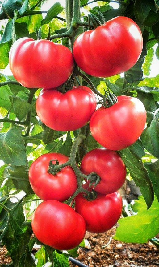 - عوامل محیطی موثر در جوانه زنی بذر وتولید نشاء گوجه فرنگی