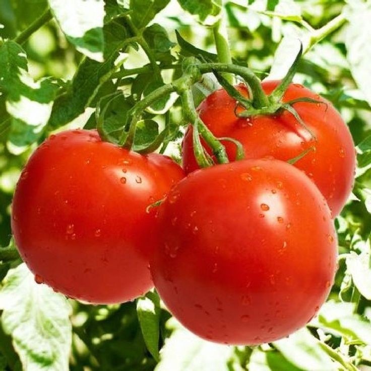 برنامه کامل تغذیه ی گوجه فرنگی